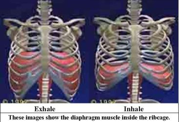 lungs